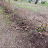 В сквере в районе «Молодежной» пропал куст рододендрона, которые здесь высадили только недавно — newsvl.ru