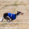 В собачьих бегах оцениваются скорость и выносливость — newsvl.ru