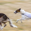 Собаки бегут круг меньше минуты — newsvl.ru