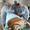 Раненная в Хабаровском крае тигрица перенесла четыре операции в реабилитационном центре в Приморье, но не выжила