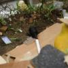 В мусорном баке нашли гранату — newsvl.ru