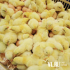 Вспышка птичьего гриппа зарегистрирована в Приморье — Россельхознадзор