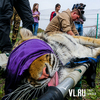 Тигры Сайхан и Лазовка после реабилитации в Приморье отправились в дикую природу Еврейской автономной области (ФОТО)