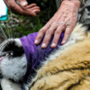 Тигры успешно научились охотится даже на 70-килограммовых оленей — newsvl.ru