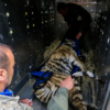 Специалисты заботливо укладывают тигров на сено — newsvl.ru