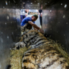 Рядом с тиграми помещают лед, которым они смогут утолить жажду в пути — newsvl.ru