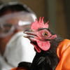 На птицефабрике в Надеждинском районе уничтожат более 235 тысяч птиц из-за вспышки птичьего гриппа