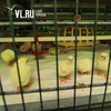 В Надеждинском районе закрыли птицефабрику и обследовали более 700 подворий на птичий грипп