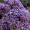 Цвести деревья начинают в начале мая — newsvl.ru