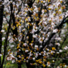 Цветущие деревья наполняют воздух сладковатым ароматом — newsvl.ru
