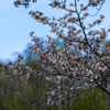 Природа красива в любое время года, но особенную прелесть приобретает весной — newsvl.ru
