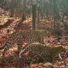 Пострадавшая от китайских браконьеров самка леопарда вновь принесла потомство в Приморье (ФОТО)