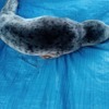 У тюленя были до фаланг сорваны когти. Фото центра "Тюлень" — newsvl.ru