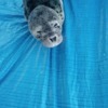 Тюлень мог под водой наткнуться на препятствие, резко изменить траекторию и устремиться к поверхности воды, когда ласты запутались в леске. Фото центра "Тюлень" — newsvl.ru