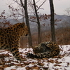 Спаривающиеся леопарды попали в кадр фотоловушки в Приморье (ФОТО)