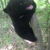 Гималайского медвежонка нашли на дачном участке в Преображении — newsvl.ru