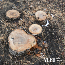 В пригороде Владивостока незаконно вырубили 57 деревьев