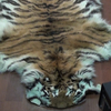 Жителя Приморья приговорили к условному сроку за незаконный оборот шкуры амурского тигра