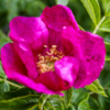Ярко-розовые цветы шиповника украсили побережье Русского острова — newsvl.ru