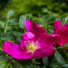 Розовые цветы дикой розы можно увидеть и в городской черте — newsvl.ru