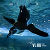 Придумаем пингвинам имена: VL.ru и Приморский океанариум запускает конкурс для читателей