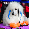 Почти 500 собак показали себя на национальной выставке «Летний Кубок – 2018» во Владивостоке (ФОТО)