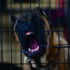 Кане-корсо - это особая собака, которая сочетает качества компаньона и телохранителя — newsvl.ru