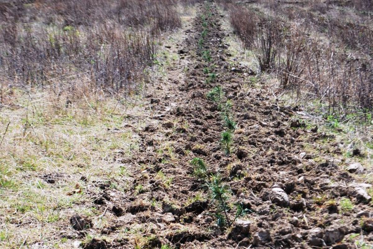 производство лесных культур