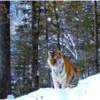 Тигр отдыхает прямо напротив объектива — newsvl.ru