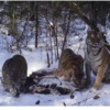 Тигрица с двумя тигрятами лакомятся кабаном, добытым самцом — newsvl.ru