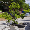 «Озеленение и благоустройство»: жители улицы Комарова обозначили провалившиеся люки ветками (ФОТО)