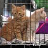 Более 20 котят нашли новый дом на благотворительной выставке во Владивостоке (ФОТО)