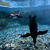 Он вам не Пепе: Приморский океанариум выбрал имена пингвинам из длинного списка, предложенного читателями VL.ru