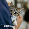 Ветеринарные клиники во Владивостоке бесплатно вакцинируют кошек и собак против бешенства