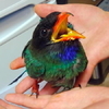 Редкую дальневосточную птицу с поврежденным хвостом выходили в нацпарке в Приморье (ФОТО)