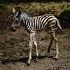 В зоопарке в пригороде Владивостока впервые родилась зебра (ФОТО)