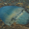 Каких медуз можно чаще всего встретить в Приморье летом