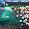 У берегов Приморья задержали китайских браконьеров с рыбой фугу