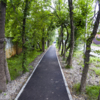 Новый тротуар среди деревьев — newsvl.ru