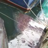 Очередной разлив нефтепродуктов обнаружили у 44-го причала Владивостокского морского рыбного порта — newsvl.ru