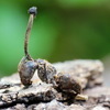 Московские ученые изучили грибы-убийцы и насекомых-зомби на «Земле леопарда» (ФОТО)