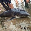 Акула атаковала подводного охотника у берегов Приморья