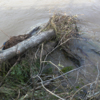 Поваленные деревья снесло под мост — newsvl.ru