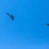 Пара истребителей Су-35С выполняет фигуры высшего пилотажа в небе над авиабазой «Центральная Угловая» — newsvl.ru