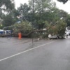 Дерево упало на мини-джип — newsvl.ru