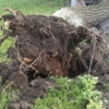 Дерево вырвало с корнем — newsvl.ru