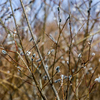 Ивы являются основными пыльценосами весеннего периода — newsvl.ru