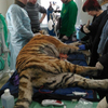 Раненной в Хабаровском крае тигрице успешно провели повторную операцию. Фото - Центр "Амурский тигр" — newsvl.ru