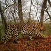 По данным последнего учета, в России обитает около 70 дальневосточных леопардов — newsvl.ru