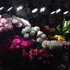 В цветочных магазинах сегодня не протолкнуться — newsvl.ru